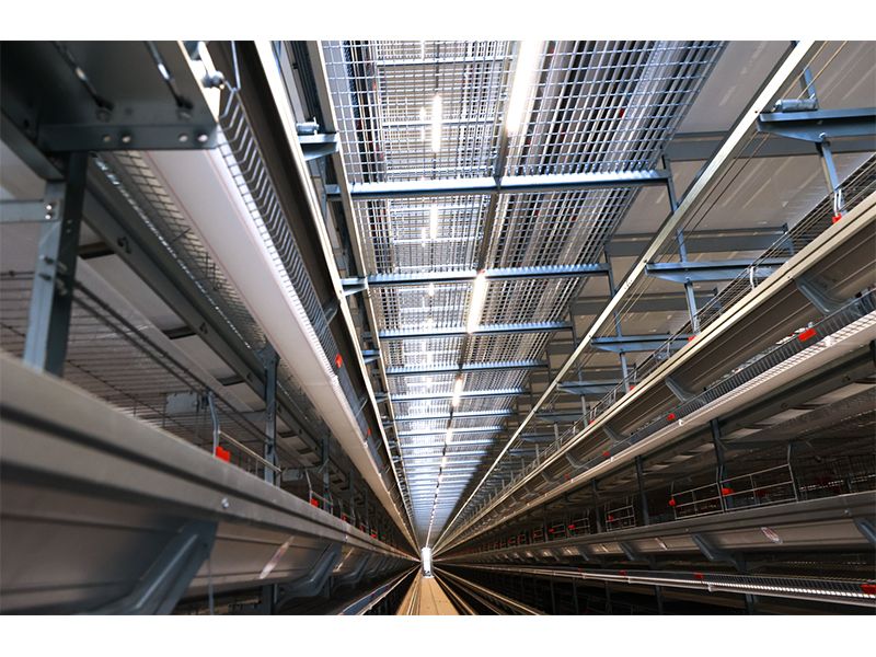 111萬只雞被撲殺！日本禽流感帶給我們的啟示