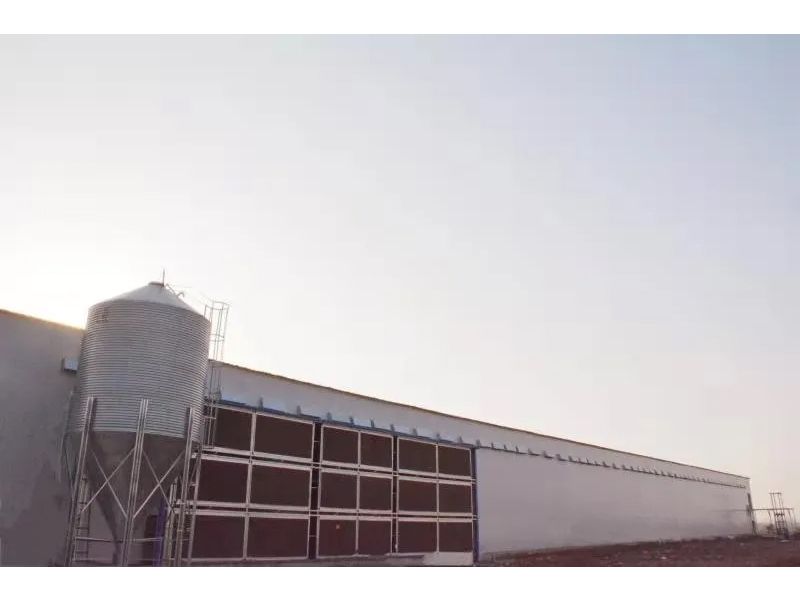 想要把雞養(yǎng)好，這些細(xì)節(jié)不可忽視