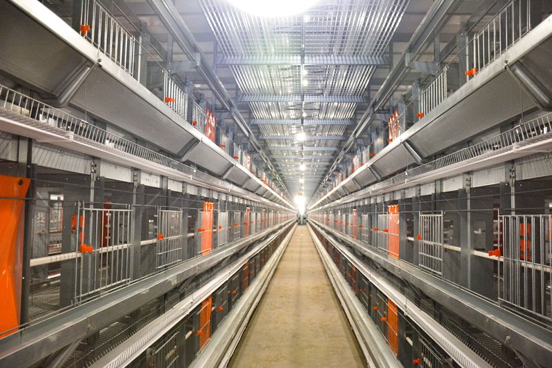 超高層疊養(yǎng)雞設(shè)備：養(yǎng)雞業(yè)的新星，帶領(lǐng)養(yǎng)殖新潮流