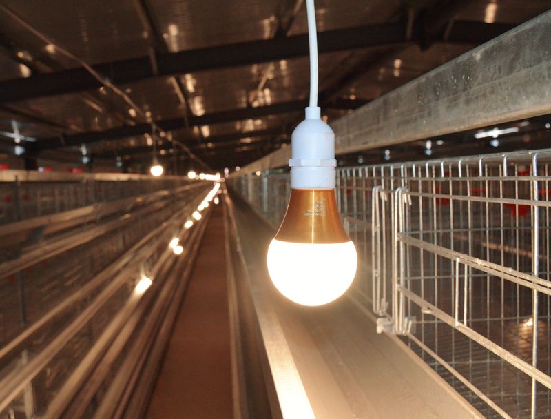 自動化養(yǎng)雞設(shè)備：開啟養(yǎng)雞產(chǎn)業(yè)效率革命